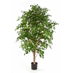 Ficus Folia 132cm (laatste.)